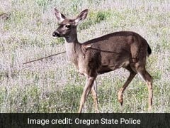 The Terrible Story Behind Deer Walking Around With Arrows Stuck In Them