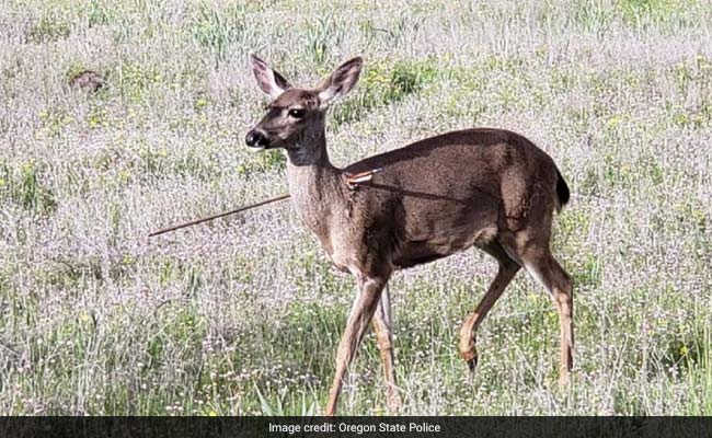 The Terrible Story Behind Deer Walking Around With Arrows Stuck In Them