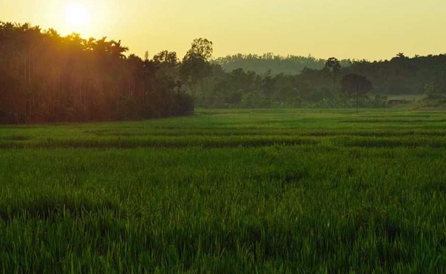 To Quench Thirst, Villagers Collect Water Dripping From Hills In Assam