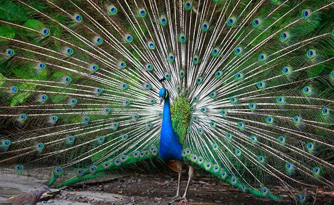 And Now, Tourists Pluck Peacocks' Tail Feathers In China Zoo