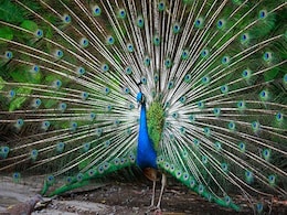 UP : राष्ट्रीय पक्षी मोर के अंडों का ऑमलेट खाने की शिकायत पर पुलिस कर रही जांच UP : राष्ट्रीय पक्षी मोर के अंडों का ऑमलेट खाने की शिकायत पर पुलिस कर रही जांच