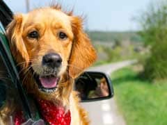 7 Tips To Care For Your Pet In Summer