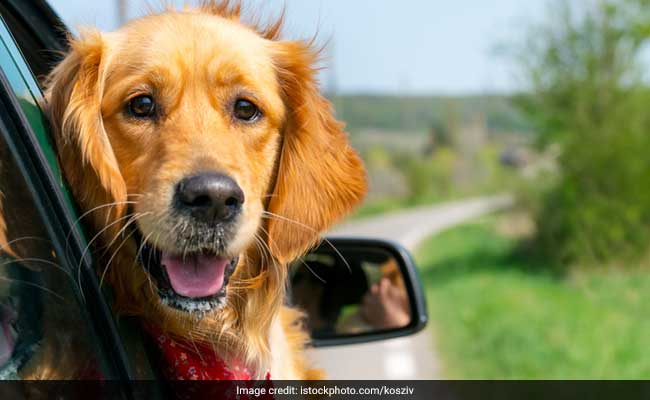7 Tips To Care For Your Pet In Summer