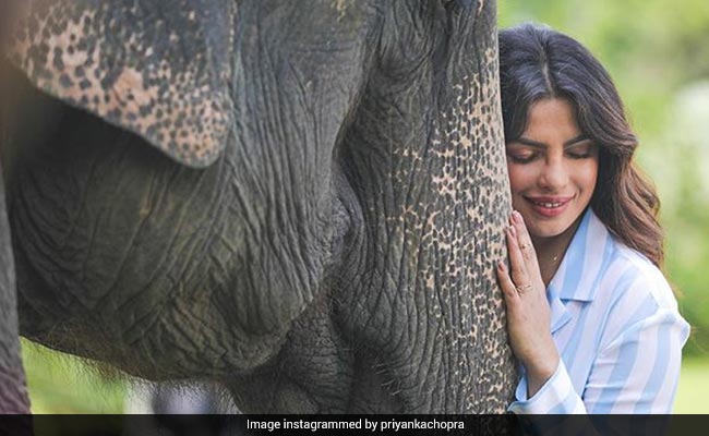 Priyanka Chopra Reminds Us Why Assam Should Be On Our Travel Lists This Year
