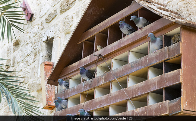 Pigeongram: In Social Media Era, Odisha Keeps Age-Old Practice Alive