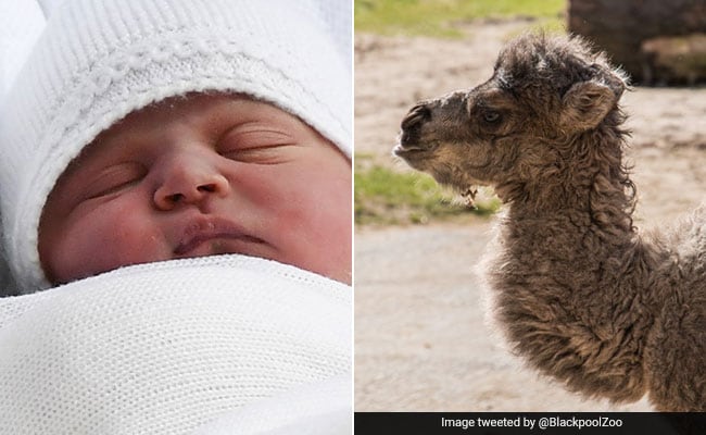 Meet Louis, Camel Born On Same Day As Royal Baby And Named After Him