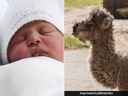 Meet Louis, Camel Born On Same Day As Royal Baby And Named After Him Meet Louis, Camel Born On Same Day As Royal Baby And Named After Him