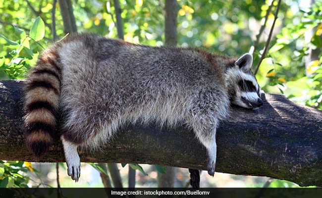 Woman Rushed To Fire Station At Night. Her Raccoon Got High On Marijuana