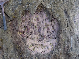 "Largest Dinosaur Foot" Discovered By US Authorities "Largest Dinosaur Foot" Discovered By US Authorities