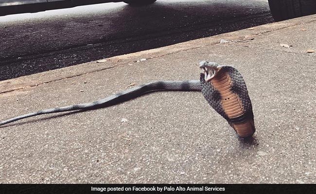 Officers Get Called For Deadly Rattlesnake. It Was A Toy Cobra