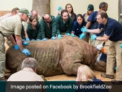 Rhinoceros Weighing 1,000 Kgs Is First Ever To Undergo CT Scan. See Pics