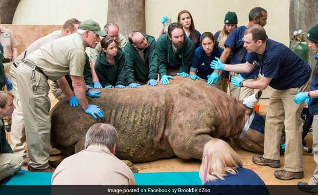 Rhinoceros Weighing 1,000 Kgs Is First Ever To Undergo CT Scan. See Pics