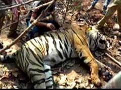 Bengal Tiger Carcass Found With Spear Through Its Face