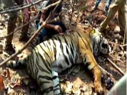 Bengal Tiger Carcass Found With Spear Through Its Face Bengal Tiger Carcass Found With Spear Through Its Face