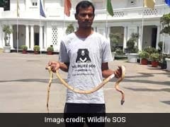 5-Foot Snake "Chills" In Delhi Assembly, Rescued From Air Cooler