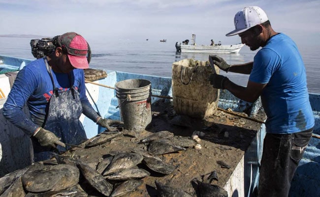 Race For Mexico's 'Cocaine Of The Sea' Pushes 2 Species Toward Extinction