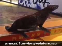 Sea Lion Escapes Aquarium, Found At Movie Theatre Across The Street