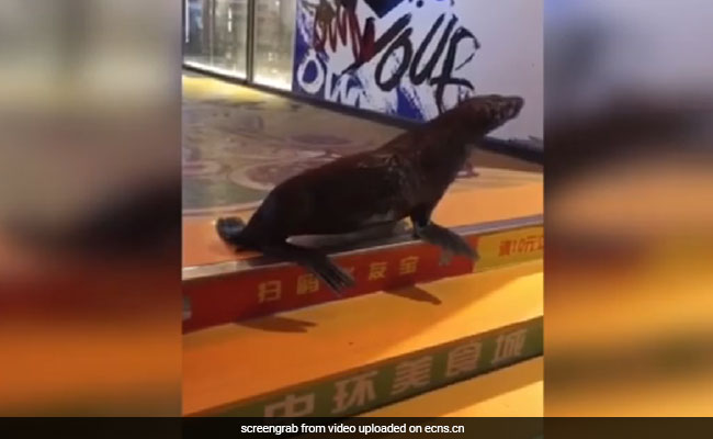 Sea Lion Escapes Aquarium, Found At Movie Theatre Across The Street