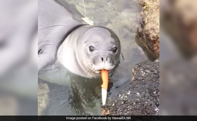 Seal Pup Holding Knife In Its Mouth Stuns Officials. Watch Shocking Clip