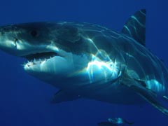 Biggest Great White Shark Seen Off Hawaii Coast. Divers Take Close Look