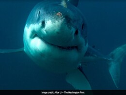 Shark Bumps Hawaii Man Off A Stand-Up Paddleboard, Then Attacks Shark Bumps Hawaii Man Off A Stand-Up Paddleboard, Then Attacks