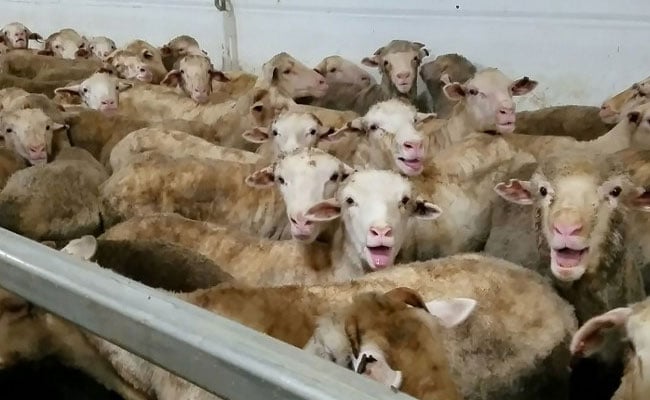 Forced To Stand For 3 Weeks: Footage Shows Sheep Live Export Cruelty