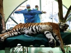 Siberian Tiger Is First Big Cat In The World To Get Stem Cell Treatment
