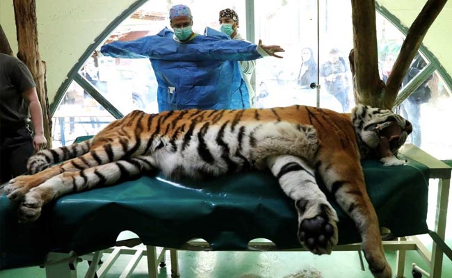 Siberian Tiger Is First Big Cat In The World To Get Stem Cell Treatment