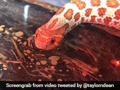 The Internet Is Mesmerised By This Video Of A Snake Sipping Water
