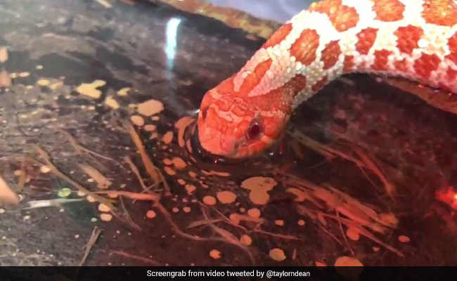 The Internet Is Mesmerised By This Video Of A Snake Sipping Water