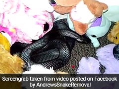In Child's Pile Of Stuffed Animals, A Venomous Snake. Watch Creepy Video