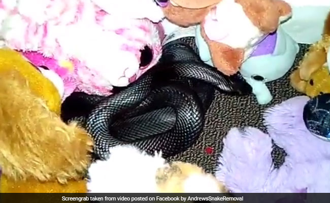 In Child's Pile Of Stuffed Animals, A Venomous Snake. Watch Creepy Video