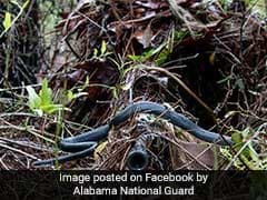 Snake Slithers Over Sniper's Gun In Viral Pic. He Stays Perfectly Still