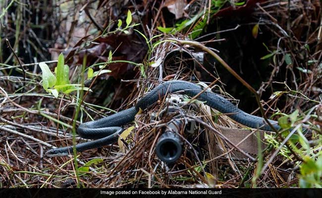 Snake Slithers Over Sniper's Gun In Viral Pic. He Stays Perfectly Still