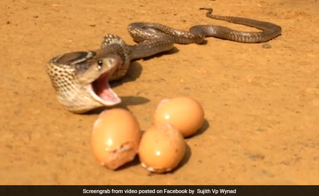 On Camera, Cobra Throws Up 7 Eggs In Kerala's Wayanad. Watch