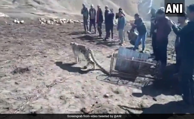 Villagers In Spiti Valley First Captured A Snow Leopard Then Set It Free