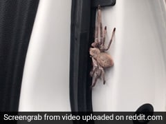 Man Finds Enormous Spider Inside Car. Viral Clip Will Give You Nightmares