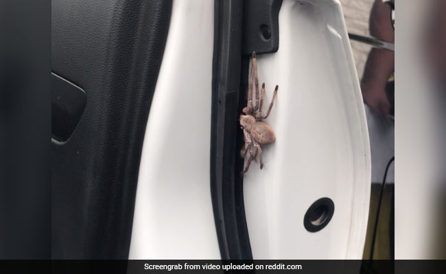 Man Finds Enormous Spider Inside Car. Viral Clip Will Give You Nightmares
