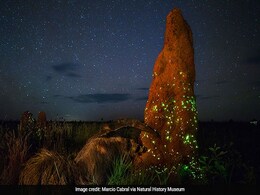 This Pic Won Top Wildlife Photography Competition. It Was Of A Stuffed Animal This Pic Won Top Wildlife Photography Competition. It Was Of A Stuffed Animal