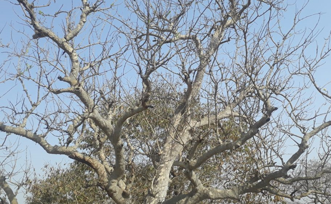 इंसानों की तरह इन पेड़ों को भी होती है ‘गुदगुदी’, छूते ही हिलने लगती है पत्तियां और डालियां