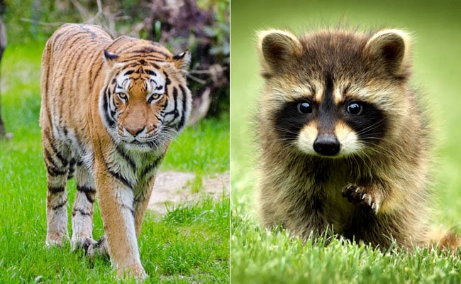 Panicked New Yorker Reports Tiger On The Loose. It Was A Raccoon