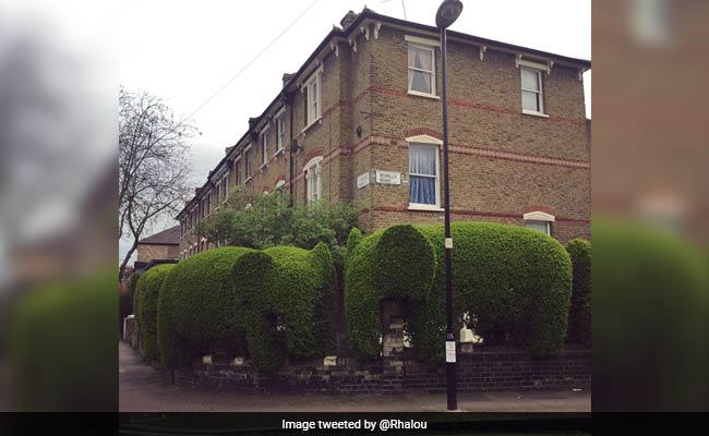 Elephant-Shaped Hedges Are Helping One UK Man Raise Money For Charity
