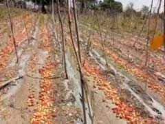 Amid Tomato Glut, Maharashtra Farmers Worry About Recovering Costs