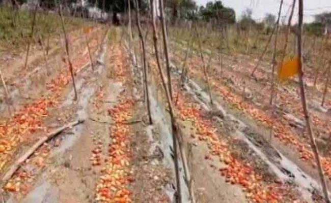 Amid Tomato Glut, Maharashtra Farmers Worry About Recovering Costs