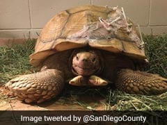 Tortoise Named Humpty Falls Off Wall, His Cracked Shell Was Repaired