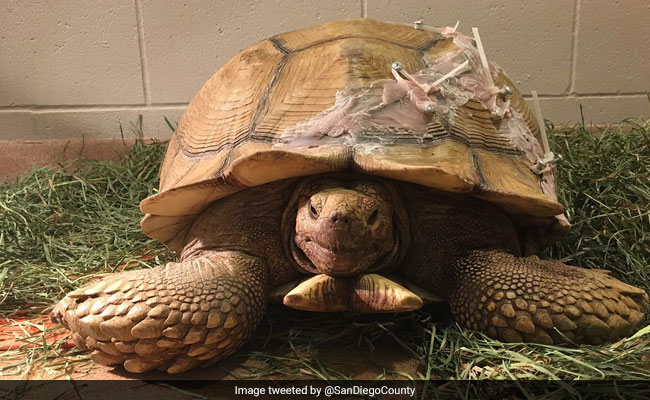 Tortoise Named Humpty Falls Off Wall, His Cracked Shell Was Repaired