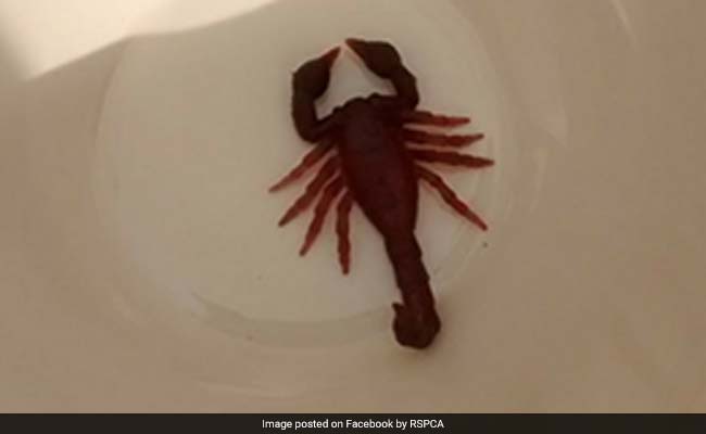 Street Cordoned Off For Two Hours After 'Deadly' Scorpion Sighting. It Was A Toy