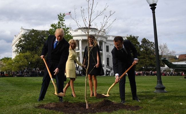 Trump And Macron Planted A Tree. Days Later, It Was Nowhere To Be Seen
