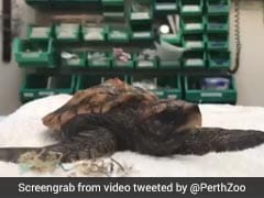 Baby Turtle Poops Plastic After Swallowing It In The Ocean