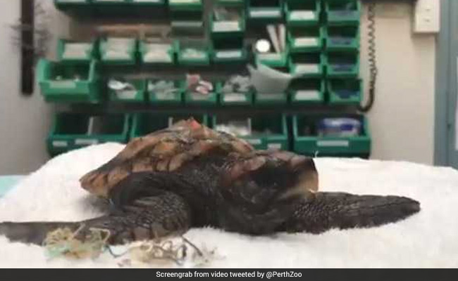 Baby Turtle Poops Plastic After Swallowing It In The Ocean